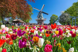 Tulips and Flowers of Holland